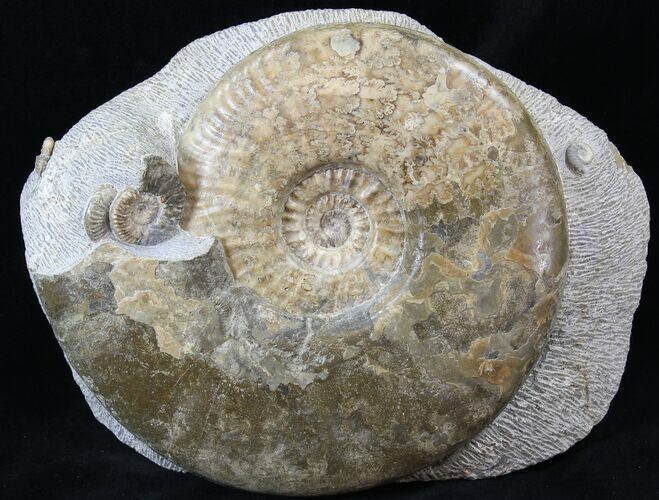 Scottish Ammonite (Ludwigia) - Rare! #30780